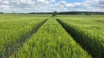 Feld Feld