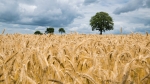 Kornfeld Kornfeld Landwirtschaft