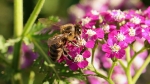 Insektenfreundliche Blühstreifen