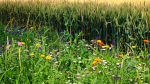 Biodiversität erhalten Biodiversität erhalten