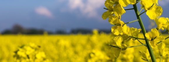 Headerbild Bioenergie