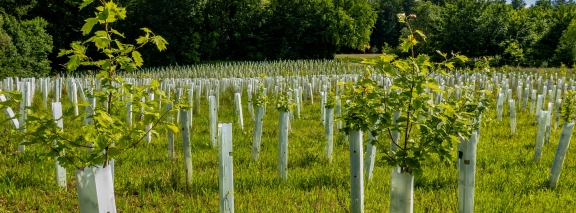 Neuaufforstung Ackerland Laubbaumsetzlinge