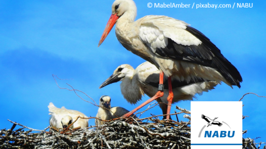 Weißstörche mit zwei Jungen im Nest